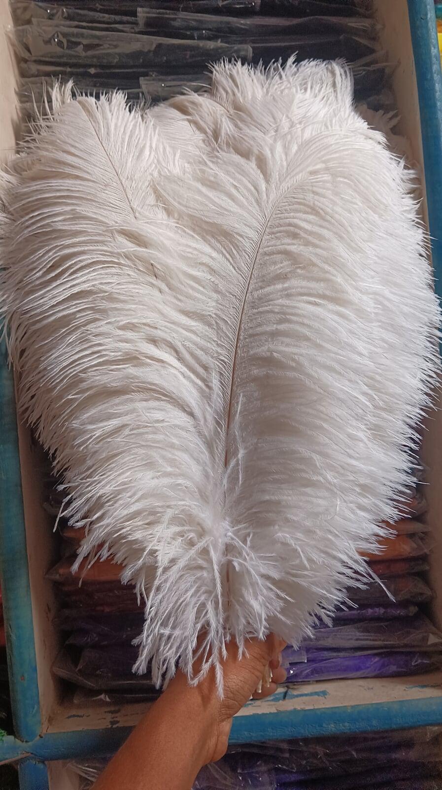White Ostrich Feather for Decoration and Craft Work
